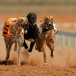 dog-race